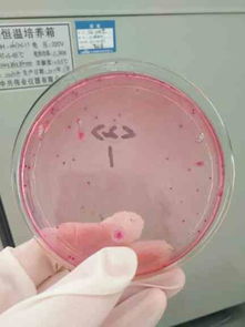 乳制品中大肠菌群检测方法的优化探究