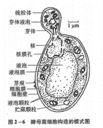 【生物小课堂 No.10】微生物学怎么学？——探索微观世界的学习之道