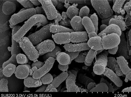 江南大学与五粮液联合发现专性嗜蛋白新菌种 501丙酸菌推动微生物学前沿突破