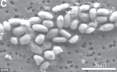 美国加州神秘细菌之谜 并非以剧毒砷为食的微生物