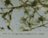 食品微生物检验技术全解 关键检测项目与方法图示
